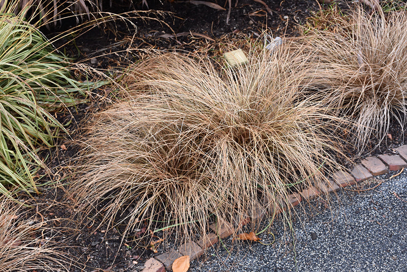 Carex comans 'Bronze'