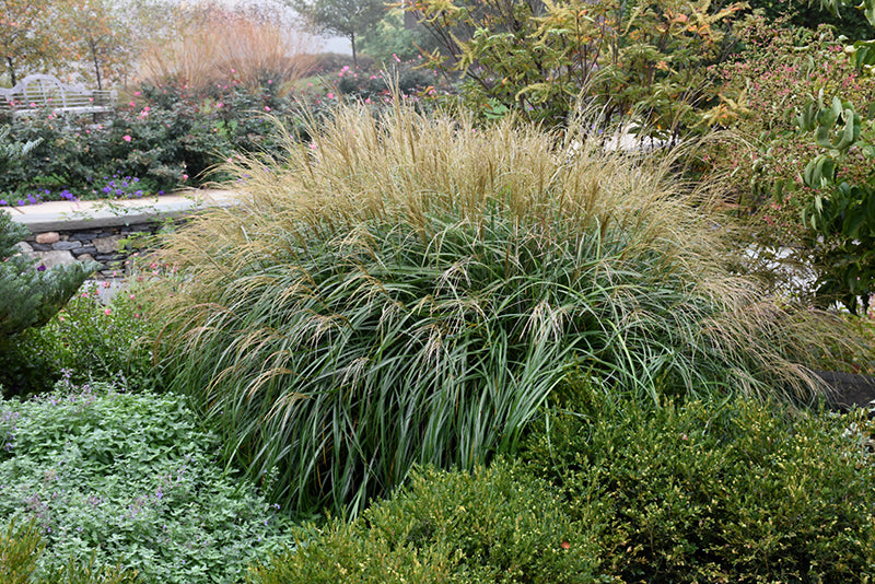 Miscanthus sinensis 'Adagio'