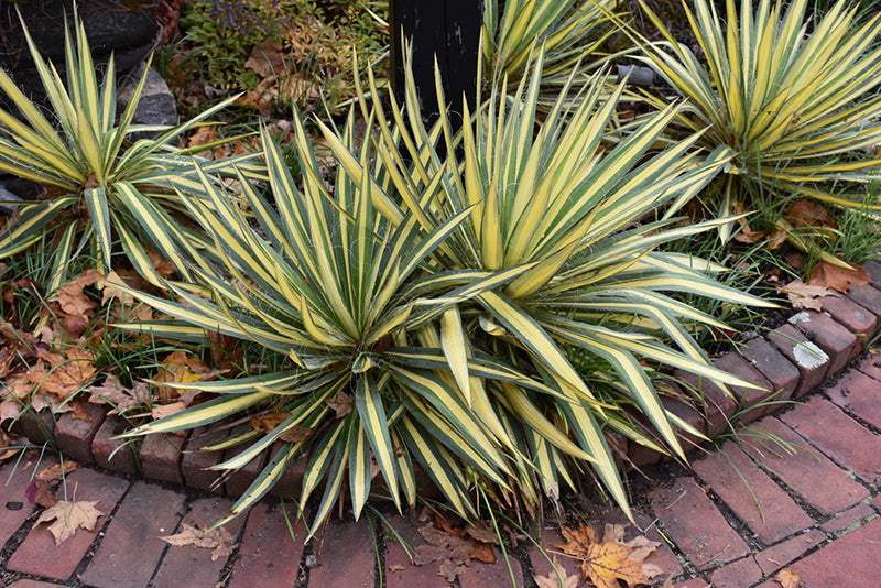 Yucca filamentosa 'Color Guard'