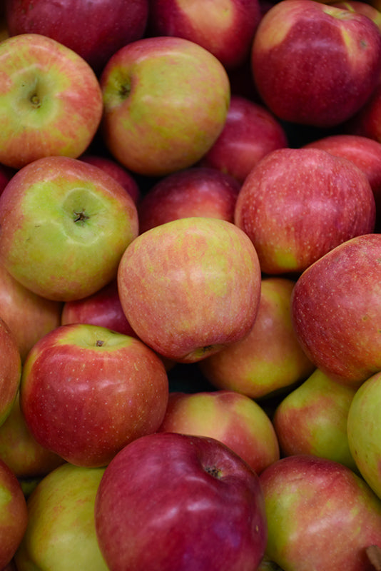 Apple - Malus 'Macoun'