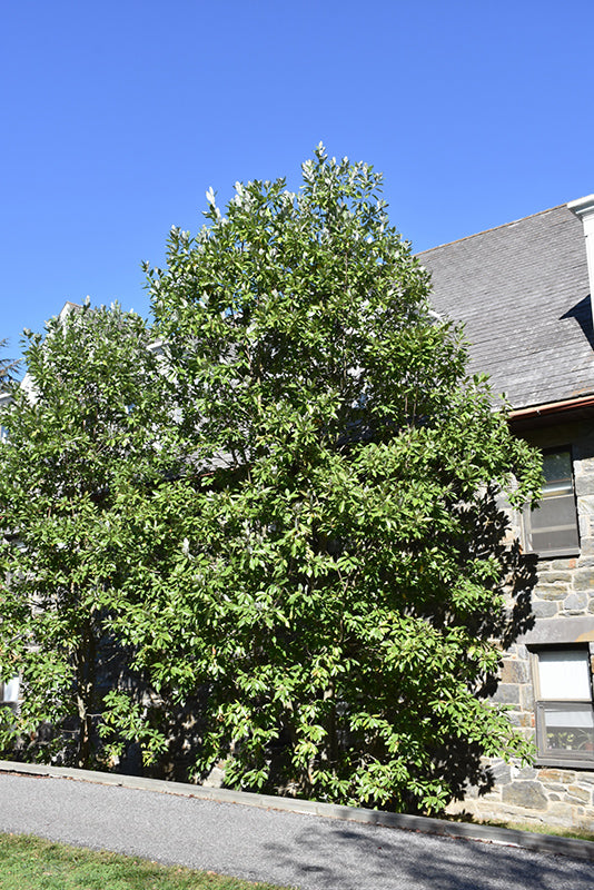 Magnolia virginiana 'Moonglow'