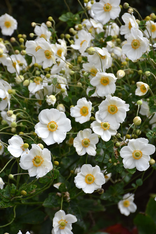 Anemone x hybrida 'Honorine Jobert'