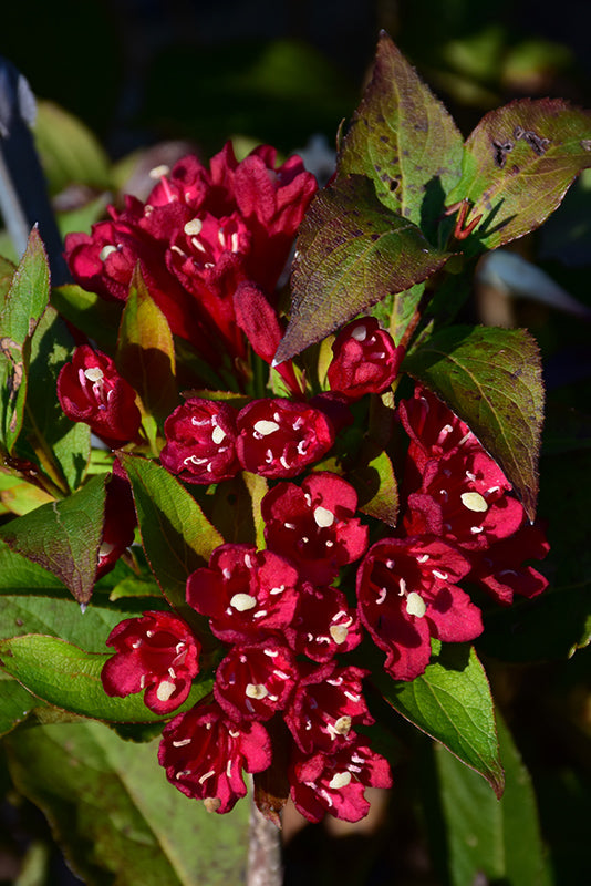 Weigela 'Maroon Swoon'