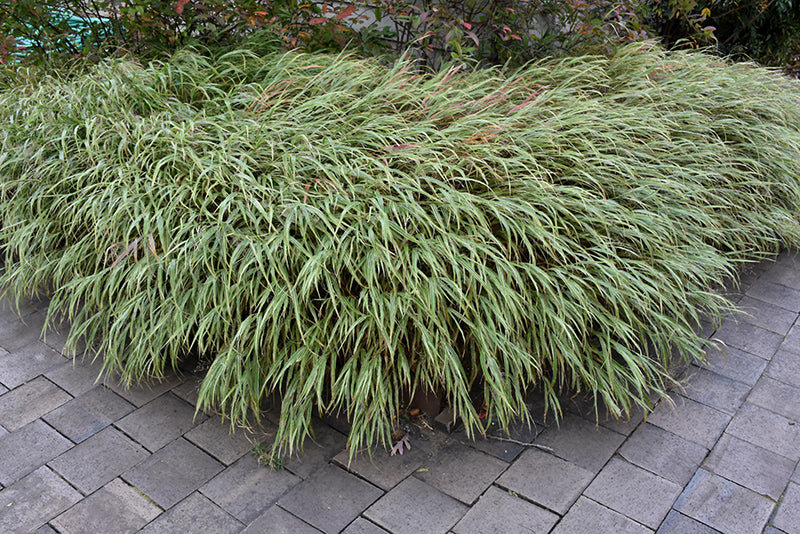 Hakonechloa macra 'Albo Striata'
