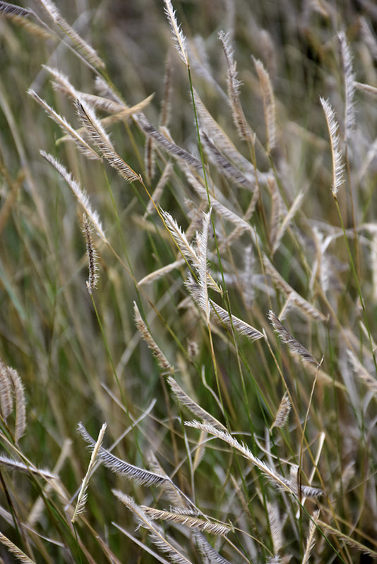 Bouteloua gracillis 'Blonde Ambition'