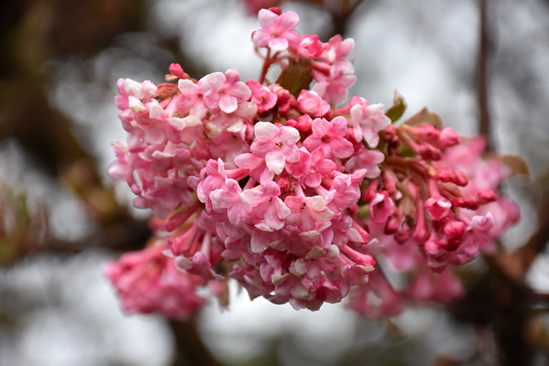 Viburnum bodnantense 'Pink Dawn'