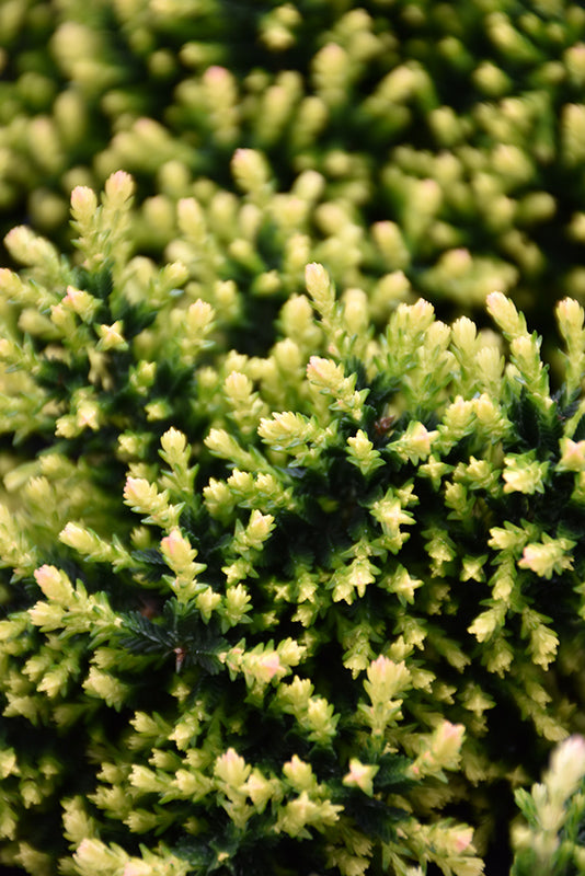Calluna vulgaris 'Leslie Slinger'