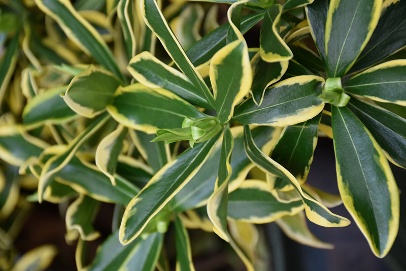 Daphne odora 'Maejima'