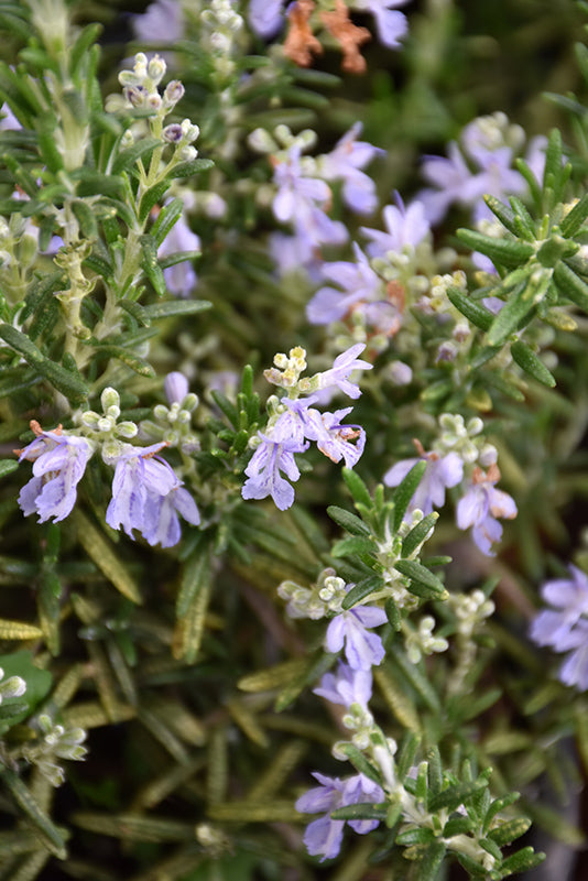 Rosmariunus officinalis 'Huntington Carpet'
