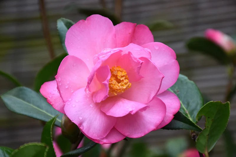 Camellia x williamsii 'Taylor's Perfection'