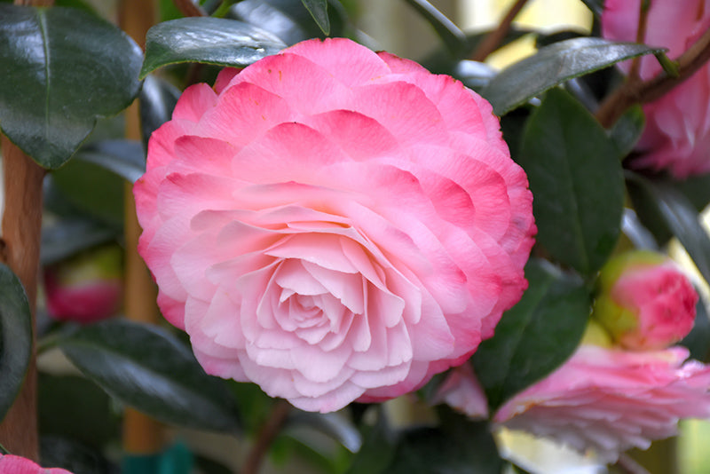 Camellia japonica 'Nuccio's Pearl'