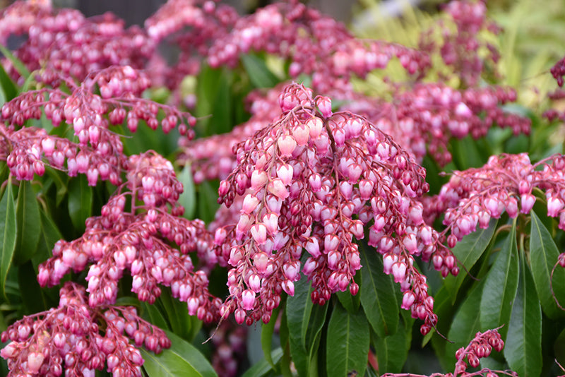 Pieris japonica 'Katsura'