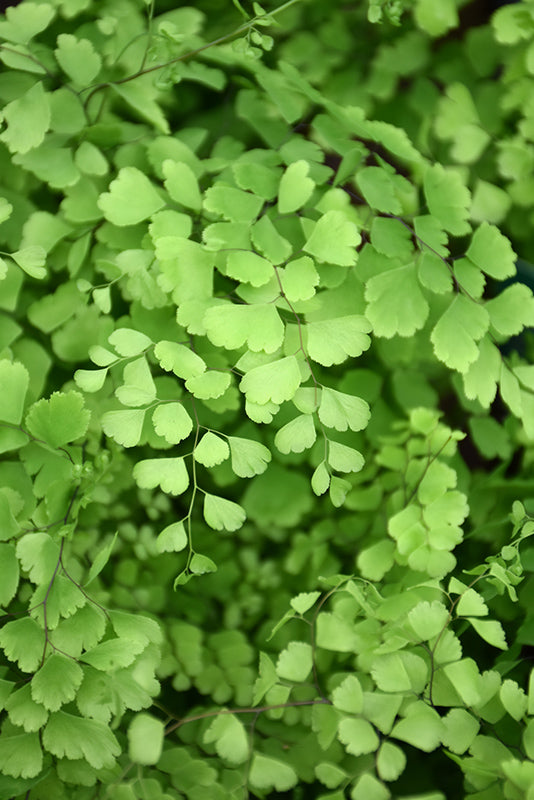 Adiantum raddianum 'Fritz Luthii'