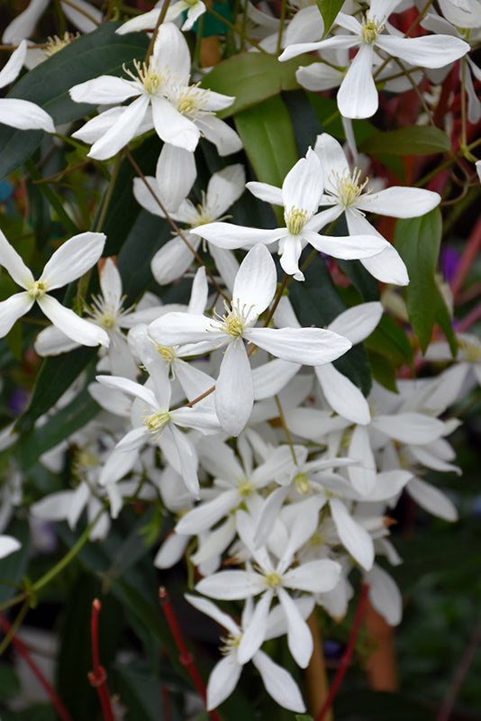 Clematis armandii 'Snowdrift'