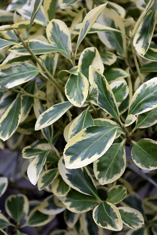 Euonymus japonicus 'Silver Queen'