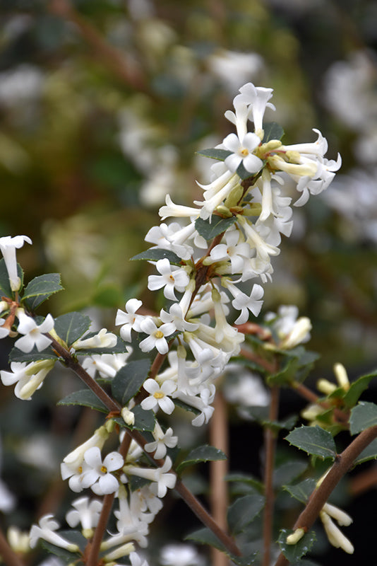 Osmanthus delavay