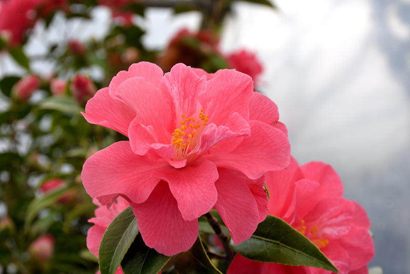 Camellia x williamsii 'Coral Delight'