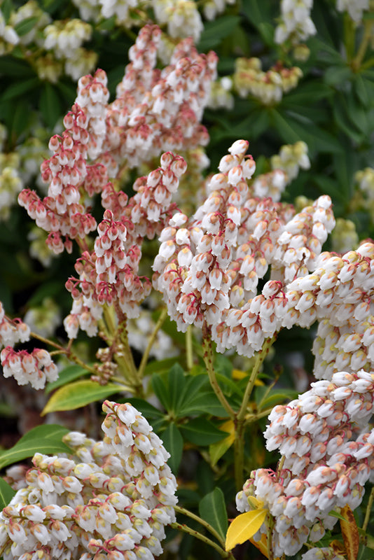 Pieris japonica 'Cupido'