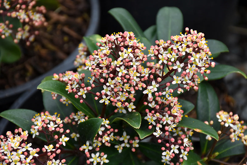 Skimmia japonica 'Rubella'