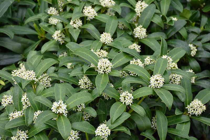 Skimmia reevesiana
