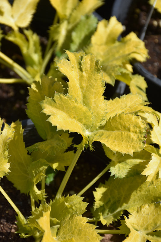 Eryngium x zabelii 'Neptune's Gold'