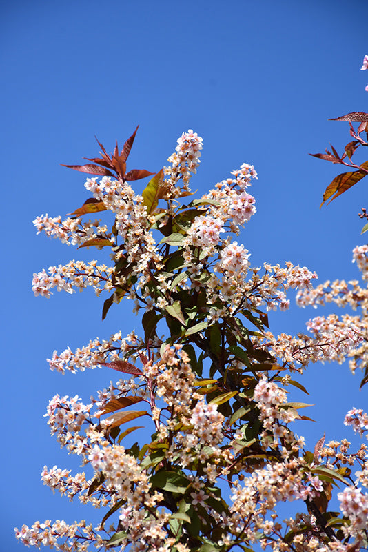 Prunus padus 'Sweetheart'