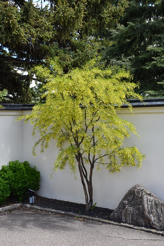 Caragana arborescens 'Lorbergii'