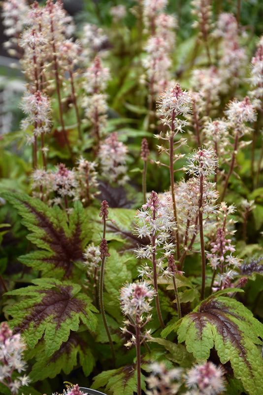 Tiarella 'Sugar and Spice'