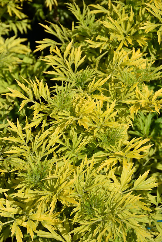 Sambucus nigra 'Gold Tower'