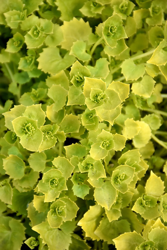 Campanula 'Dickson's Gold'