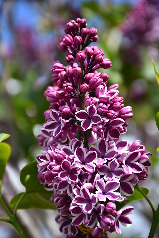 Syringa vulgaris 'Sensation'