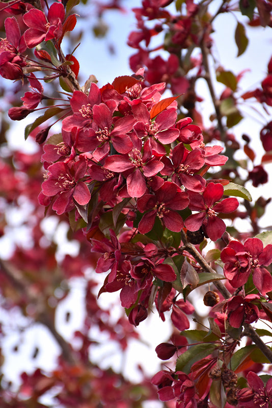 Malus 'Royalty' Ornamental Crab Apple