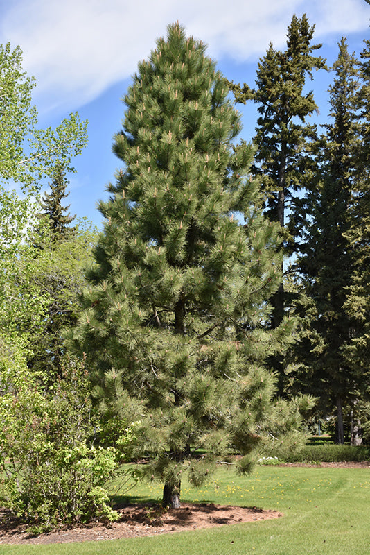 Pinus ponderosa