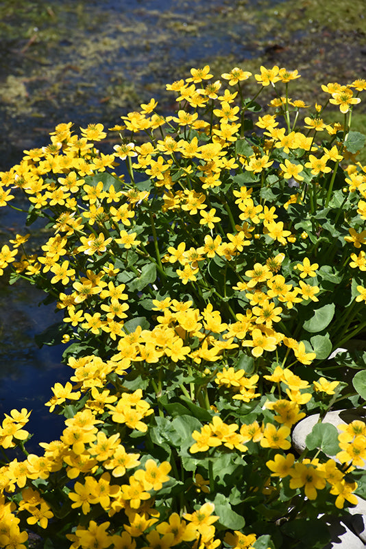 Caltha palustris