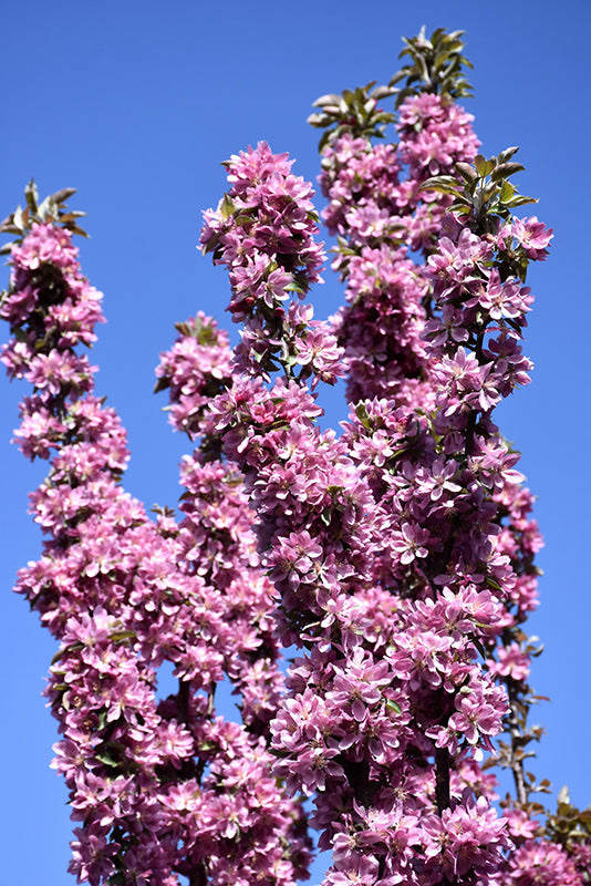Malus 'Purple Spire' Crabapple