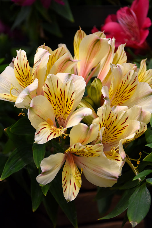 Alstroemeria inca 'Sundance'