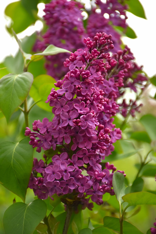 Syringa vulgaris 'Congo'