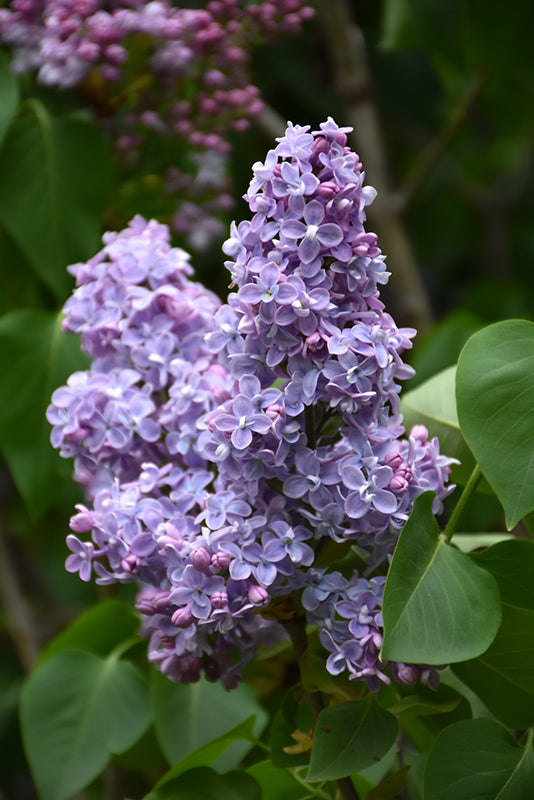 Syringa vulgaris 'President Grevy'