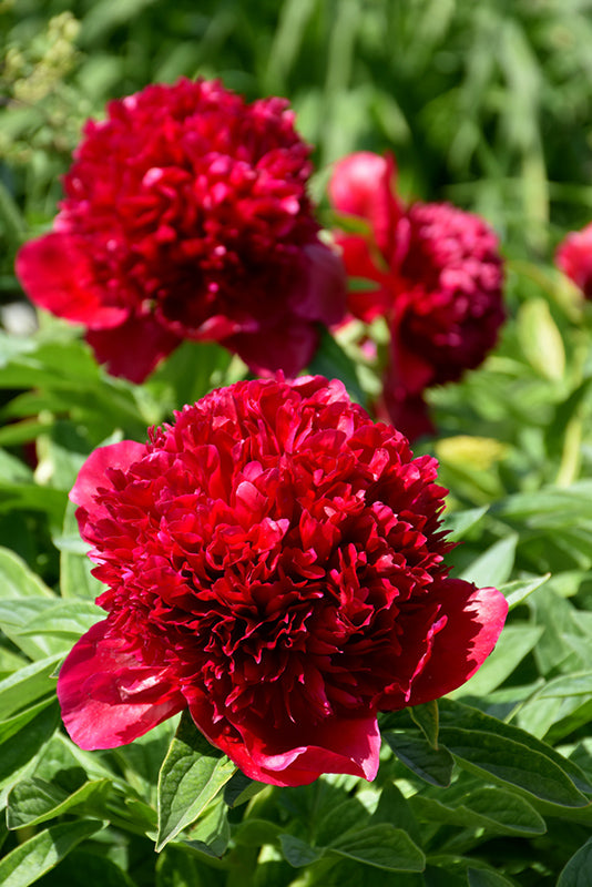 Paeonia lactiflora 'Red Charm'