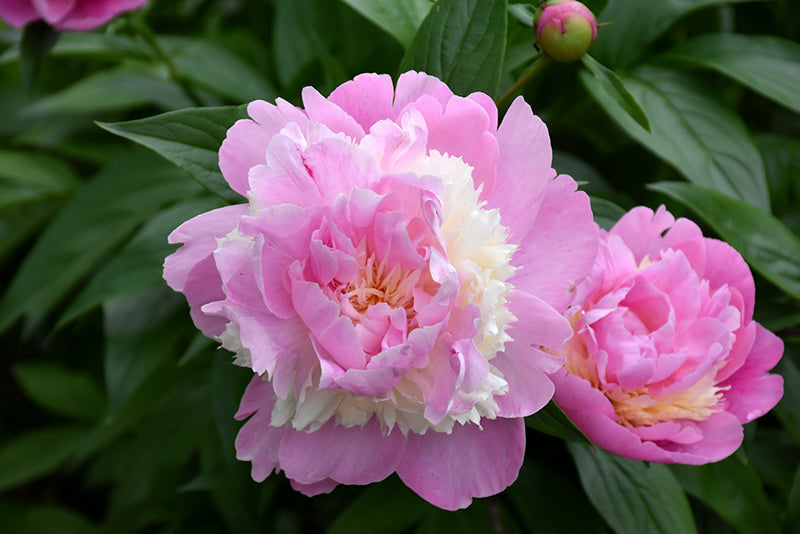 Paeonia lactiflora 'Sorbet'