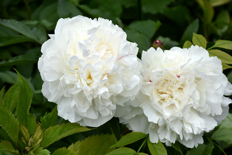 Paeonia lactiflora 'Duchesse de Nemours'