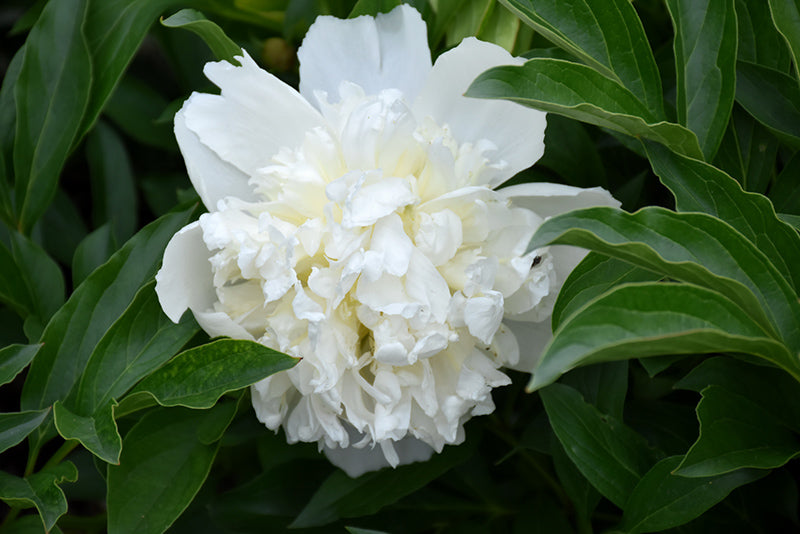 Paeonia lactiflora 'Lancaster Imp'