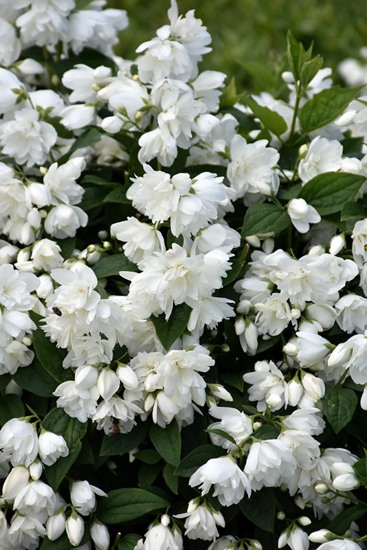 Philadelphus x virginalis 'Snowbelle'