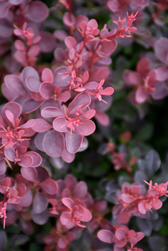 Berberis thunbergii 'Gentry'