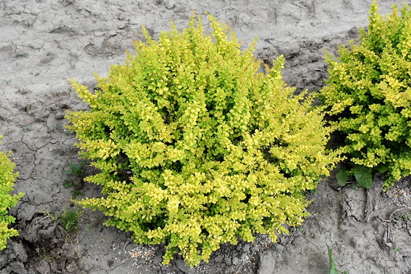 Berberis thunbergii 'Sunsation'