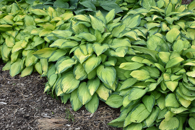 Hosta 'Paul's Glory'