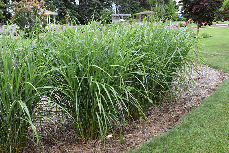 Miscanthus sinensis 'Malepartus'