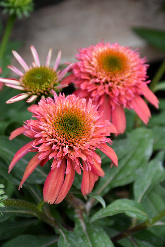 Echinacea 'Double Scoop Cranberry'