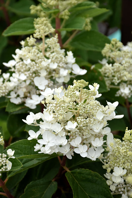 Hydrangea paniculata 'Baby Lace'