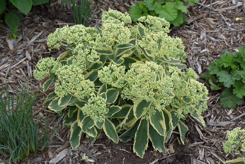 Sedum 'Elsie's Gold'